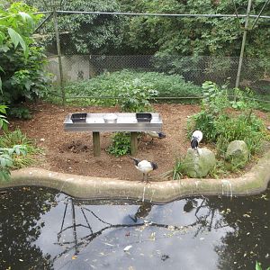 Walkthrough aviary 070819