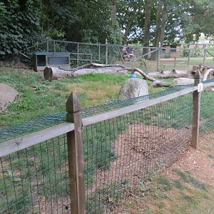 Raccoon dog exhibit 070819