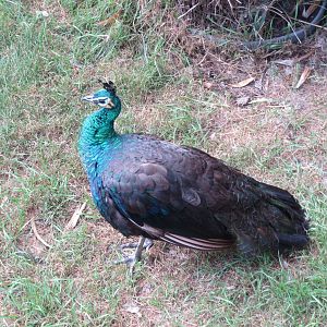 Javanese green peafowl 070819