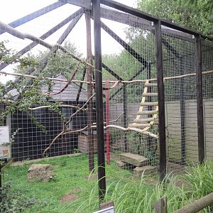 Binturong exhibit 100819