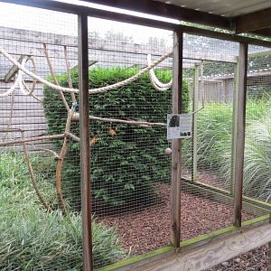 Red-bellied tamarin exhibit 100819