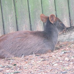 Southern pudu 100819