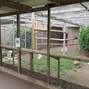 Aviaries 100819