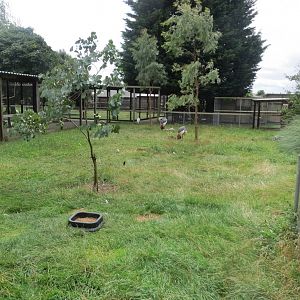 Exhibit for Eastern grey crowned-cranes and Demoiselle cranes 100819