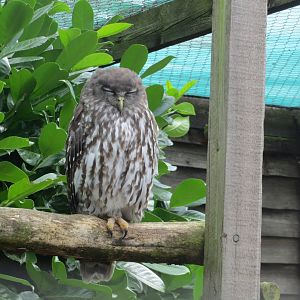 Barking owl 100819