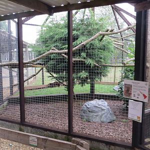 Jaguarundi exhibit 100819
