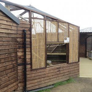 Tasmanian golden possum exhibit 100819