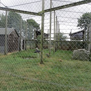 Marabou and griffon vulture aviary 100819