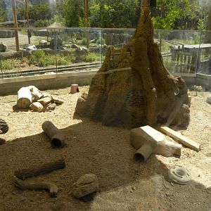 Sep. 2019 - Meerkat Manor - Outdoor Exhibit