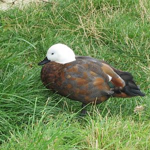 Paradise shelduck 100819