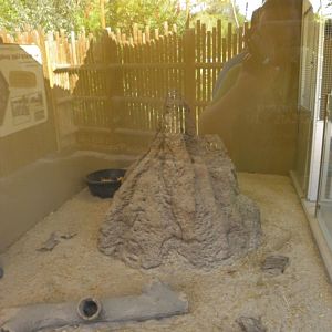 Sep. 2019 - Meerkat Manor - Indoor Exhibit