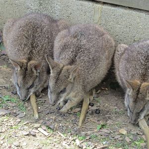 Parma wallabies 100819