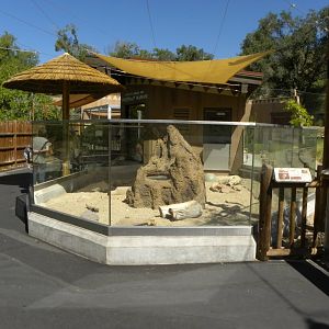 Sep. 2019 - Meerkat Manor - Outdoor Exhibit
