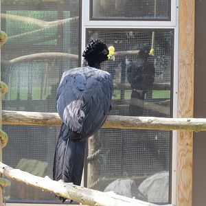 Greater curassow 100819