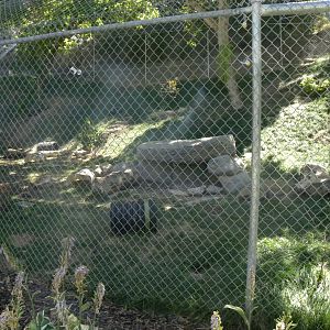 Sep. 2019 - Red Fox Exhibit