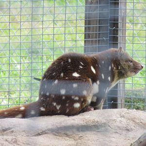 Tiger quoll 100819