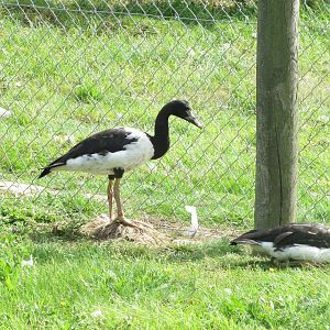 Magpie geese 100819