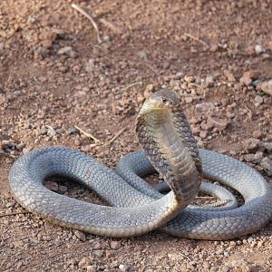 Snouted Cobra