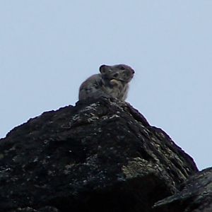 Collared Pika