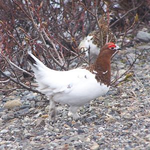 Willow Ptarmigan