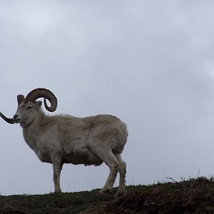 Dall Sheep