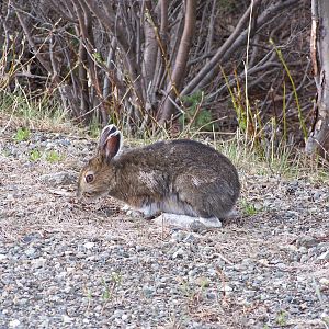 Snowshoe Hare