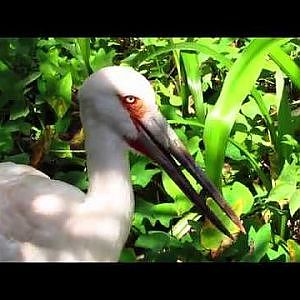 Audubon Zoo Maguari Storks - YouTube