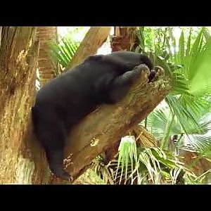 Audubon Zoo Sun Bear - YouTube