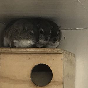 Yellow-spotted rock hyraxes 100819