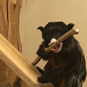 Red-bellied tamarin 100819