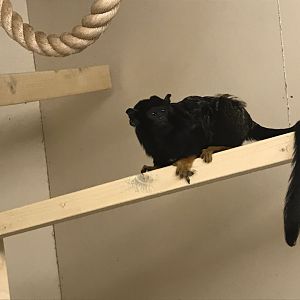 Golden-handed tamarin 100819