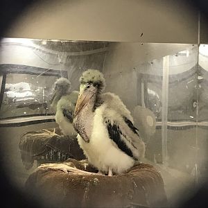 Juvenile Marabou 100819