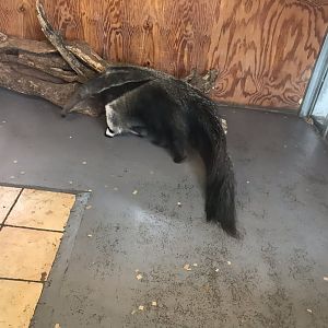 Giant anteater 100819