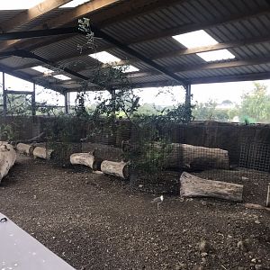 Common wombat enclosure 100819