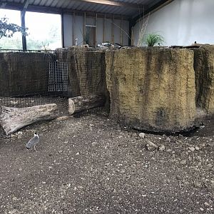 Common wombat enclosure 100819