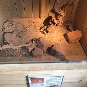 Spinifex hopping mouse exhibit 100819