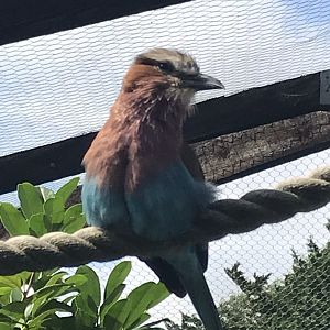 Lilac-breasted roller 100819