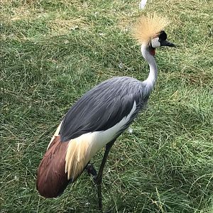 Grey crowned-crane 100819
