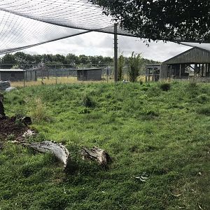 Serval exhibit 100819