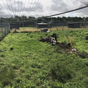 Serval enclosure 100819