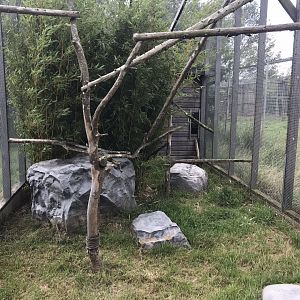 Sri Lankan rusty-spotted cat exhibit 100819