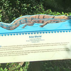 False Gharial Exhibit Sign