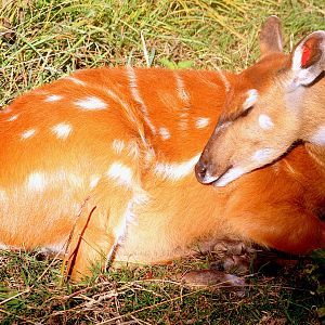 Sitatunga; Whipsnade; 19th September 2019