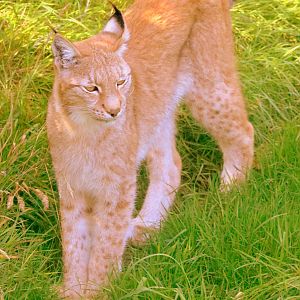 Northern lynx; Whipsnade; 19th September 2019