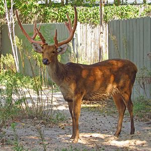 Barasingha Deer Stag