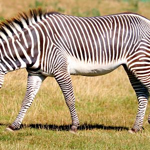 Grevy's zebra; Whipsnade; 19th September 2019