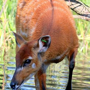 Sitatunga; Whipsnade; 19th September 2019
