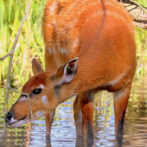 Sitatunga; Whipsnade; 19th September 2019