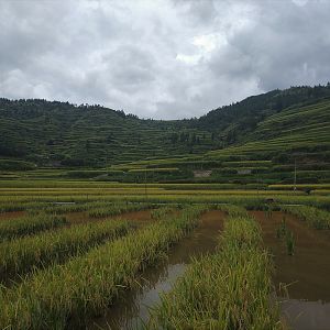 Rice Paddy at Xijiang
