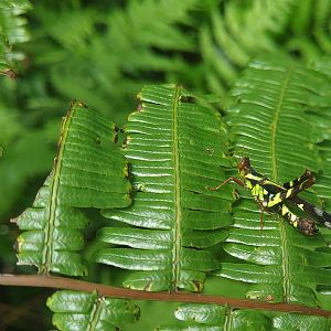 Monkey Grasshopper